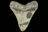 Fossil Megalodon Tooth - North Carolina #92439-2
